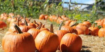 8 مناطق رائعة لقطف القرع بالقرب من مونتريال