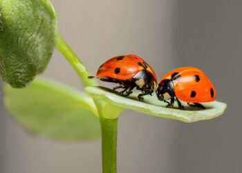 انتشار كبير لحشرة ladybugs الآسيوية في جميع أنحاء مونتريال