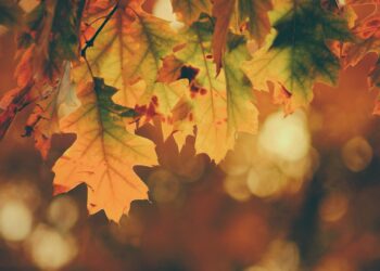 خريطة تظهر أماكن وتواريخ تغير ألوان الأشجار في جميع أنحاء كيبيك