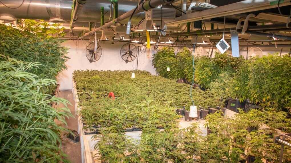 لافال :مصادرة ما قيمته 8 ملايين دولار من الحشيش واعتقال ثلاثة أشخاص في مداهمة لأحد مزارع القنب