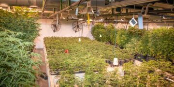 لافال :مصادرة ما قيمته 8 ملايين دولار من الحشيش واعتقال ثلاثة أشخاص في مداهمة لأحد مزارع القنب