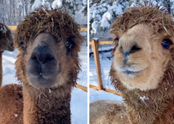 حديقة Aventure Mille-Îles في لافال تفتح أبوابها الأسبوع المقبل