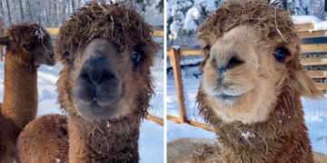 حديقة Aventure Mille-Îles في لافال تفتح أبوابها الأسبوع المقبل