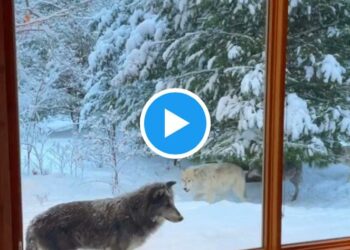 استمتع بقضاء ليلة مميزة في هذه الأكواخ الخشبية الموجودة في موطن الذئاب في كيبيك(فيديو)