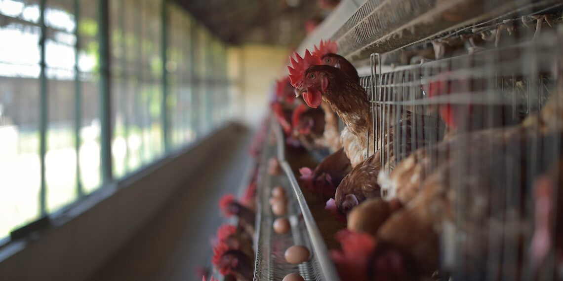 انتشار سلالة جديدة من إنفلونزا الطيور في كندا