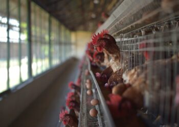 انتشار سلالة جديدة من إنفلونزا الطيور في كندا