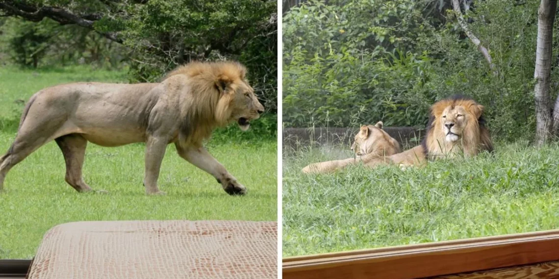 فندق في كيبيك يقدّم للزبائن فرصة فريدة للإقامة بين الأسود