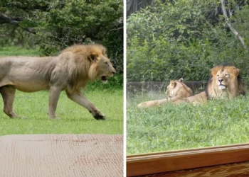 فندق في كيبيك يقدّم للزبائن فرصة فريدة للإقامة بين الأسود