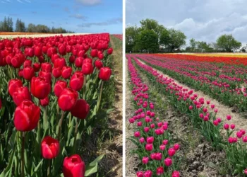 مزرعة توليب جميلة بالقرب من مونتريال