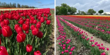 مزرعة توليب جميلة بالقرب من مونتريال