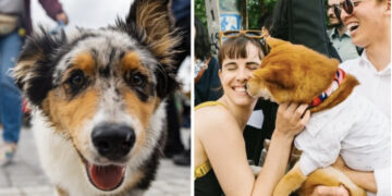 مهرجان للكلاب في مونتريال