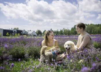 استكشف حقل زهور الخزامى الساحر بالقرب من مونتريال