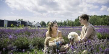 استكشف حقل زهور الخزامى الساحر بالقرب من مونتريال