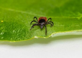 ما تحتاج لمعرفته بخصوص لدغات حشرات القرّاد والمرض الذي تسببه مع بدء انتشارها خلال الربيع
