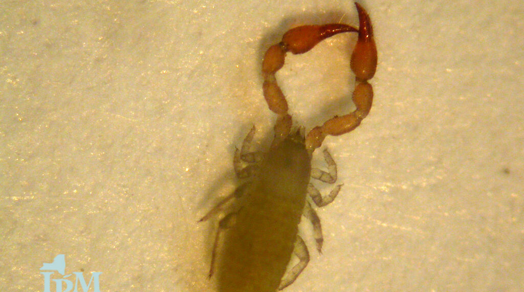 رصد حشرات تشبه العقارب السامة في هذه المقاطعة الكندية