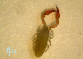 رصد حشرات تشبه العقارب السامة في هذه المقاطعة الكندية