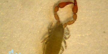 رصد حشرات تشبه العقارب السامة في هذه المقاطعة الكندية