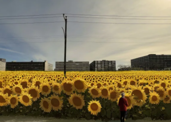 حقل من 10000 زهرة عباد الشمس في Ahuntsic–Cartierville هذا الصيف