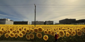 حقل من 10000 زهرة عباد الشمس في Ahuntsic–Cartierville هذا الصيف
