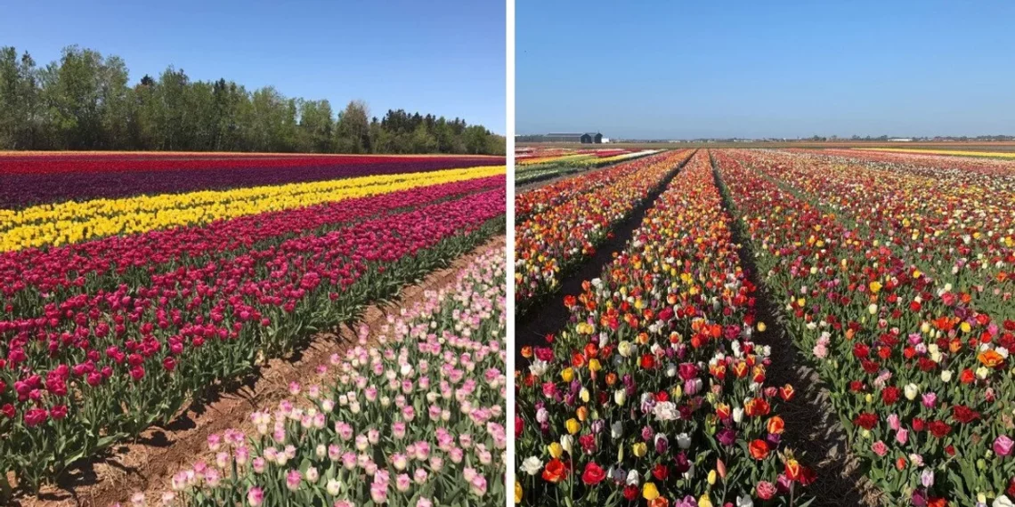 استكشف حقول التوليب الجميلة بالقرب من مونتريال والافال اعتباراً من اليوم
