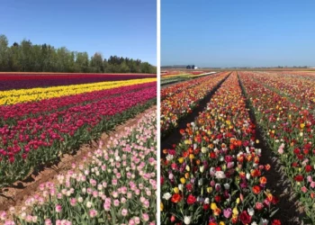 استكشف حقول التوليب الجميلة بالقرب من مونتريال والافال اعتباراً من اليوم