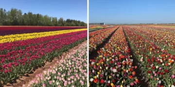 استكشف حقول التوليب الجميلة بالقرب من مونتريال والافال اعتباراً من اليوم
