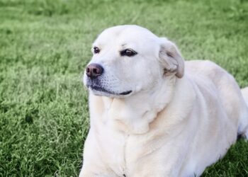 منتزه في مونتريال يحظر نباح الكلاب والمخالفة تصل إلى 2000 دولار