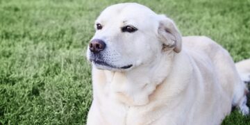 منتزه في مونتريال يحظر نباح الكلاب والمخالفة تصل إلى 2000 دولار