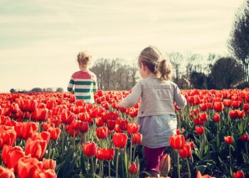 7 مناطق في مونتريال تقيم أنشطة لزراعة و عرض أصناف مجانية من الأزهار