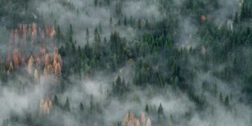 تحذير من خطر حرائق الغابات مع ارتفاع درجات الحرارة في كيبيك هذا الأسبوع