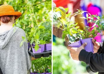 حديقة مونتريال النباتية تطلق فعالية ضخمة لبيع النباتات وتمنح الزائرين أغراساً مجانية