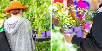 حديقة مونتريال النباتية تطلق فعالية ضخمة لبيع النباتات وتمنح الزائرين أغراساً مجانية