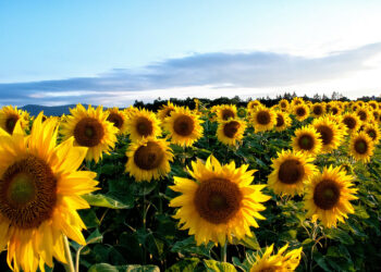 استكشف أكبر حقول عباد الشمس في مونتريال هذا الصيف