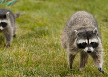 وزارة البيئة في كيبيك تصدر تحذيراً من حيوانات الراكون المسعورة و الحياة البرية الأخرى