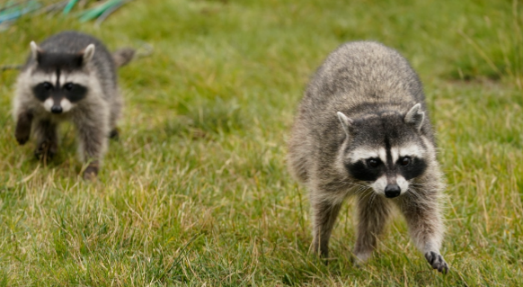 وزارة البيئة في كيبيك تصدر تحذيراً من حيوانات الراكون المسعورة و الحياة البرية الأخرى
