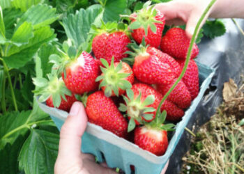 7 مزارع لقطف الفراولة بالقرب من مونتريال ينصح بزيارتها هذا الصيف