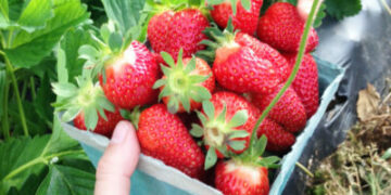 7 مزارع لقطف الفراولة بالقرب من مونتريال ينصح بزيارتها هذا الصيف
