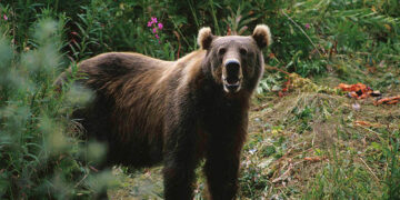 غرامة 34 ألف دولار على ثلاثة أشخاص لتورطهم بعملية تهريب أعضاء الدببة السوداء في كيبيك