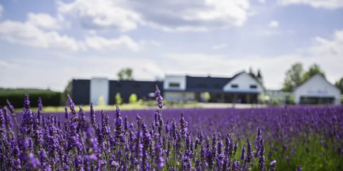 استكشف حقول اللافندر الساحرة بالقرب من مونتريال