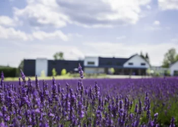 استكشف حقول اللافندر الساحرة بالقرب من مونتريال