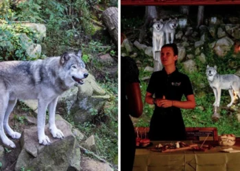 استشكف هذه الحديقة التي تتيح لك إطعام الذئاب القطبية بالقرب من مونتريال