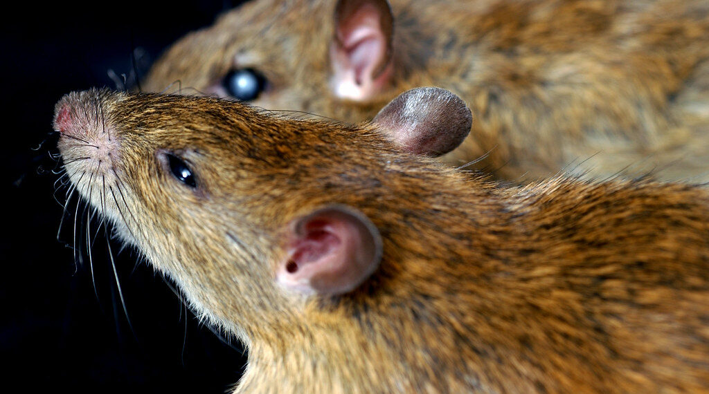 رصد عشرات الفئران في إحدى مستشفيات كيبيك