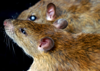 رصد عشرات الفئران في إحدى مستشفيات كيبيك