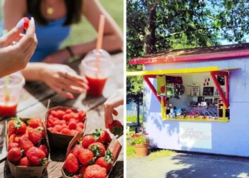 اكتشف أجمل 10 مزارع للفراولة والتوت بالقرب من مونتريال