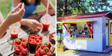 اكتشف أجمل 10 مزارع للفراولة والتوت بالقرب من مونتريال