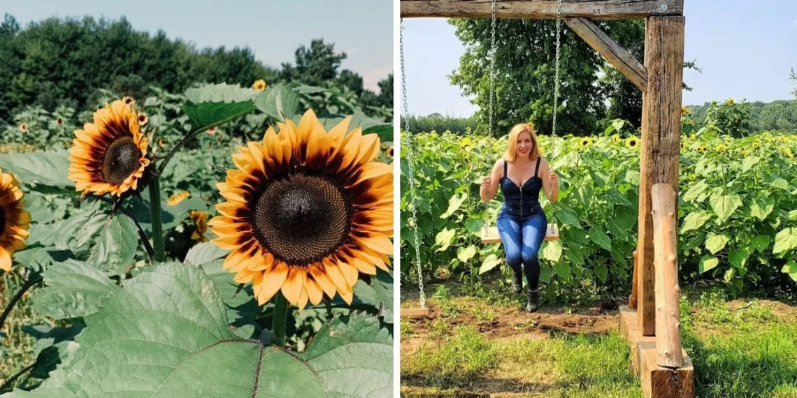 استمتع بحقول دوار الشمس بالقرب من مونتريال قبل انتهاء فصل الصيف