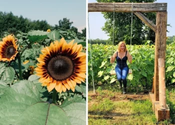 استمتع بحقول دوار الشمس بالقرب من مونتريال قبل انتهاء فصل الصيف