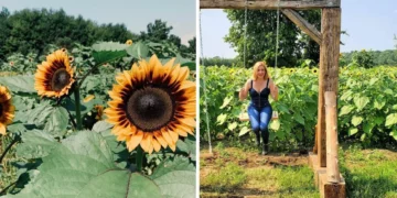 استمتع بحقول دوار الشمس بالقرب من مونتريال قبل انتهاء فصل الصيف