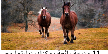 11 مزرعة رائعة يمكنك زيارتها مع أطفالك بالقرب من مونتريال