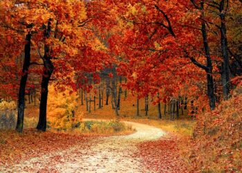 أفضل طرق الرحلات البرية في ميشغان خلال فصل الخريف